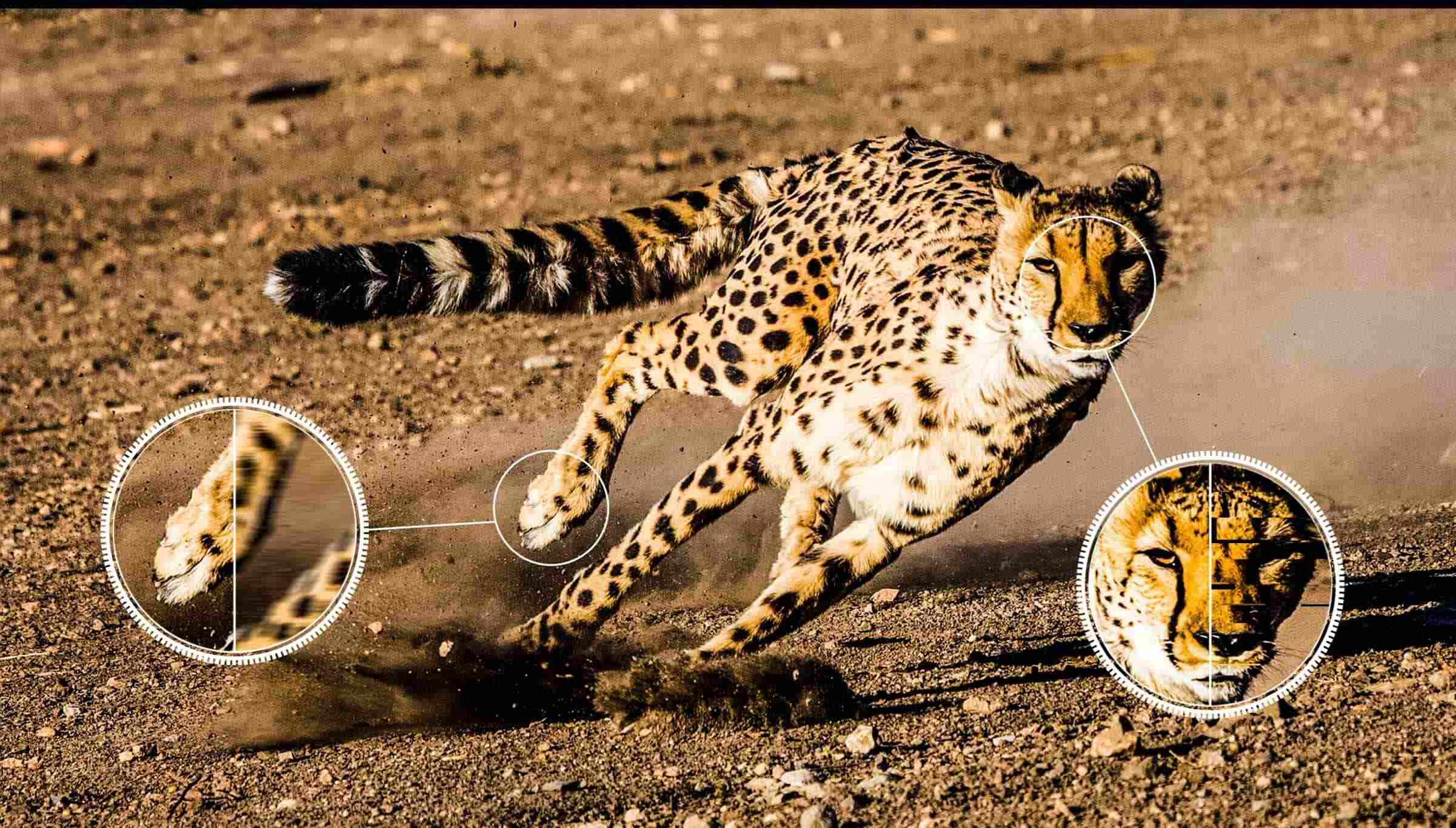 TCL C745 QLED TV AIPQ- AI Motion