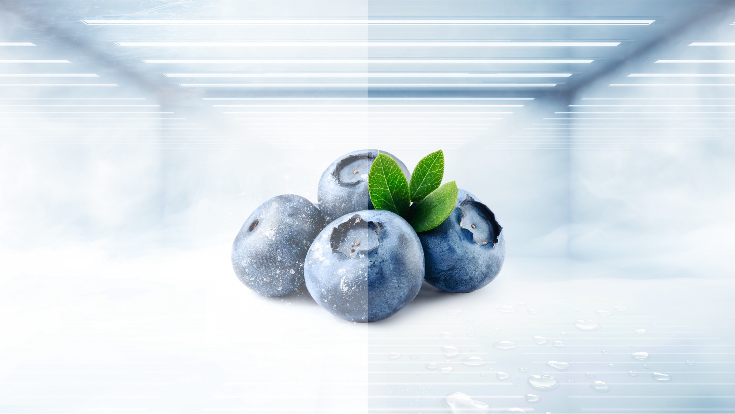 TCL Bottom Mount Refrigerator P315BF Total no Frost