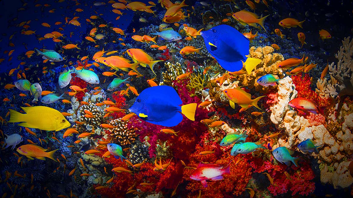 TCL AiPQ Processor Ai-COLOR