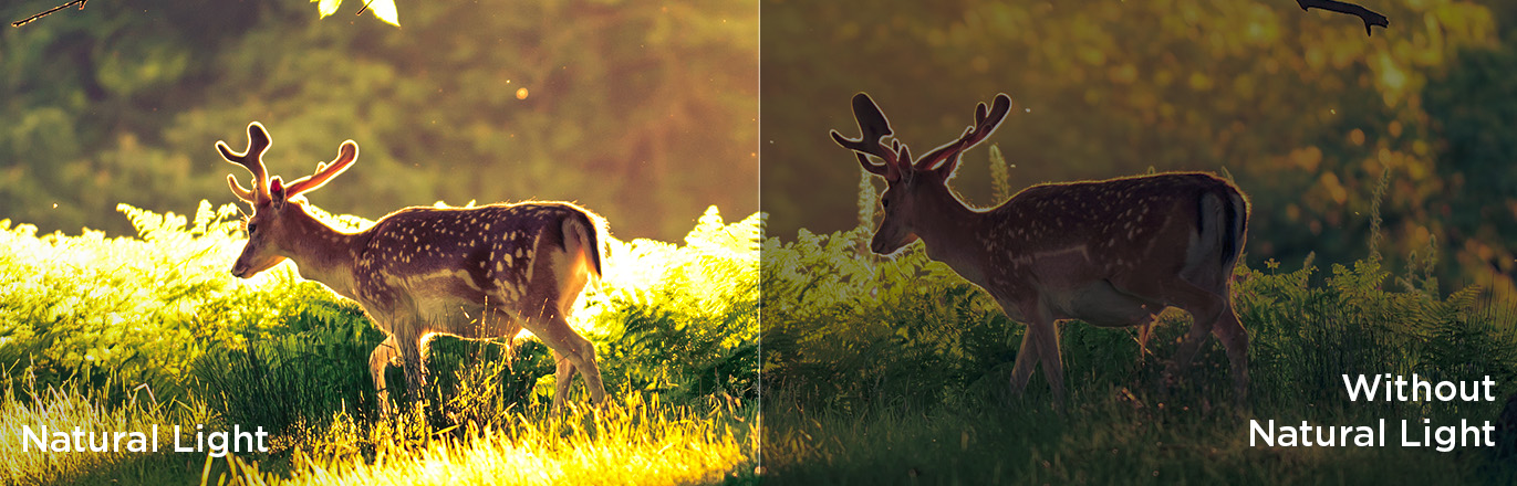 iFFALCON F75 4K TV Natural Light