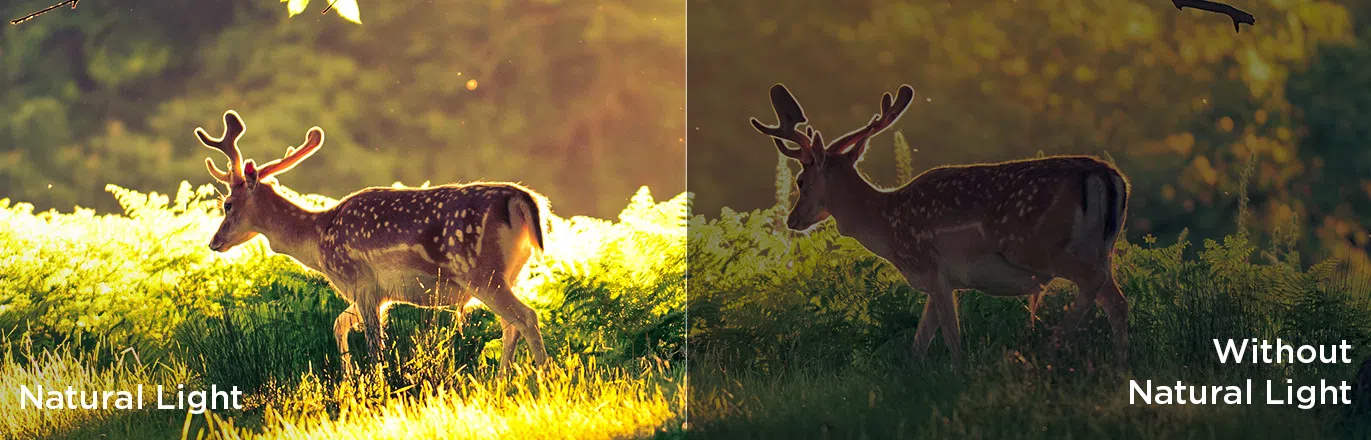 Luz natural vs sin luz natural