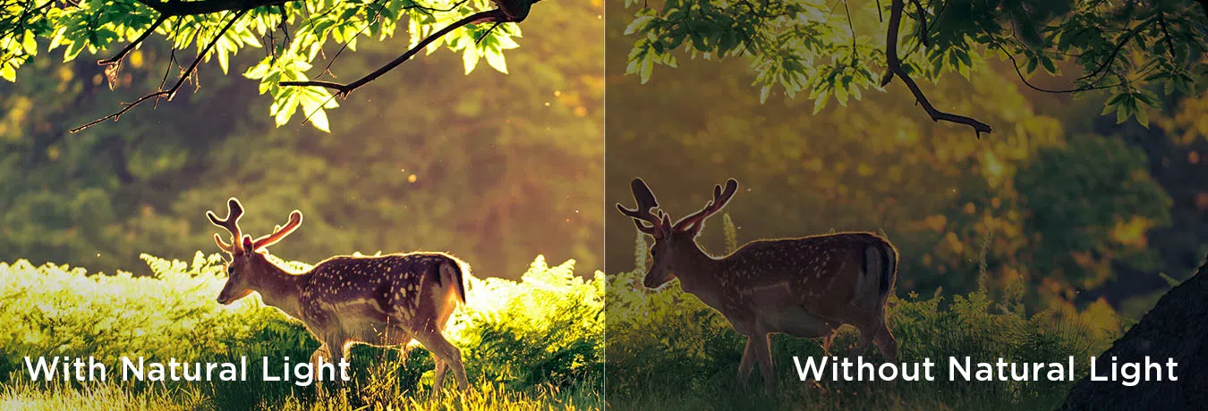 Natural Light vs without Natural Light