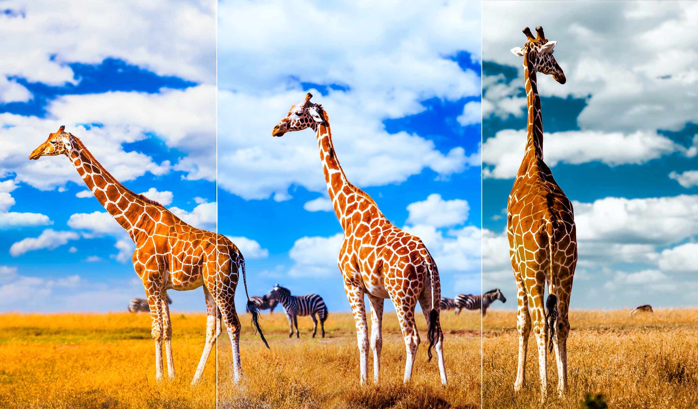 TCL C645 QLED TV Ai-COLOR