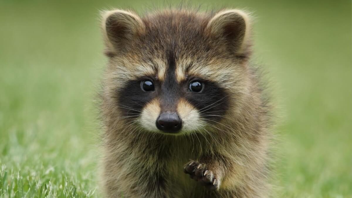 TCL C645 QLED TV Conecta con Google Pothos