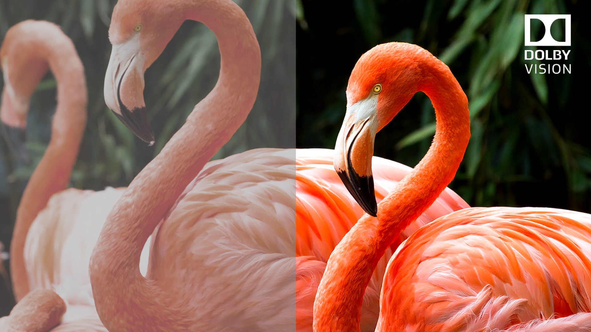 TCL c825 Dolby Vision