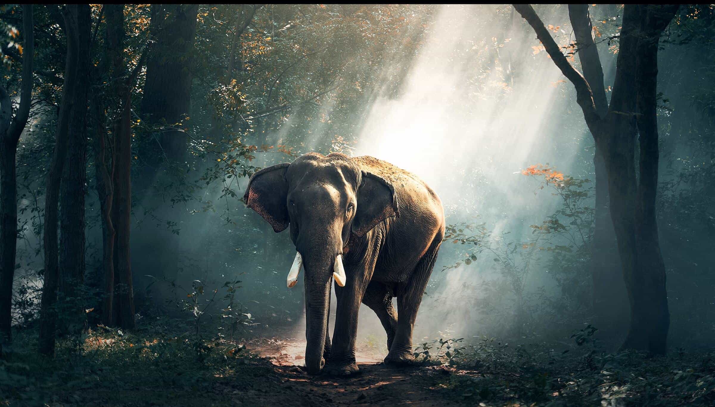 TCL TV QM850G Ai-CONTRAST