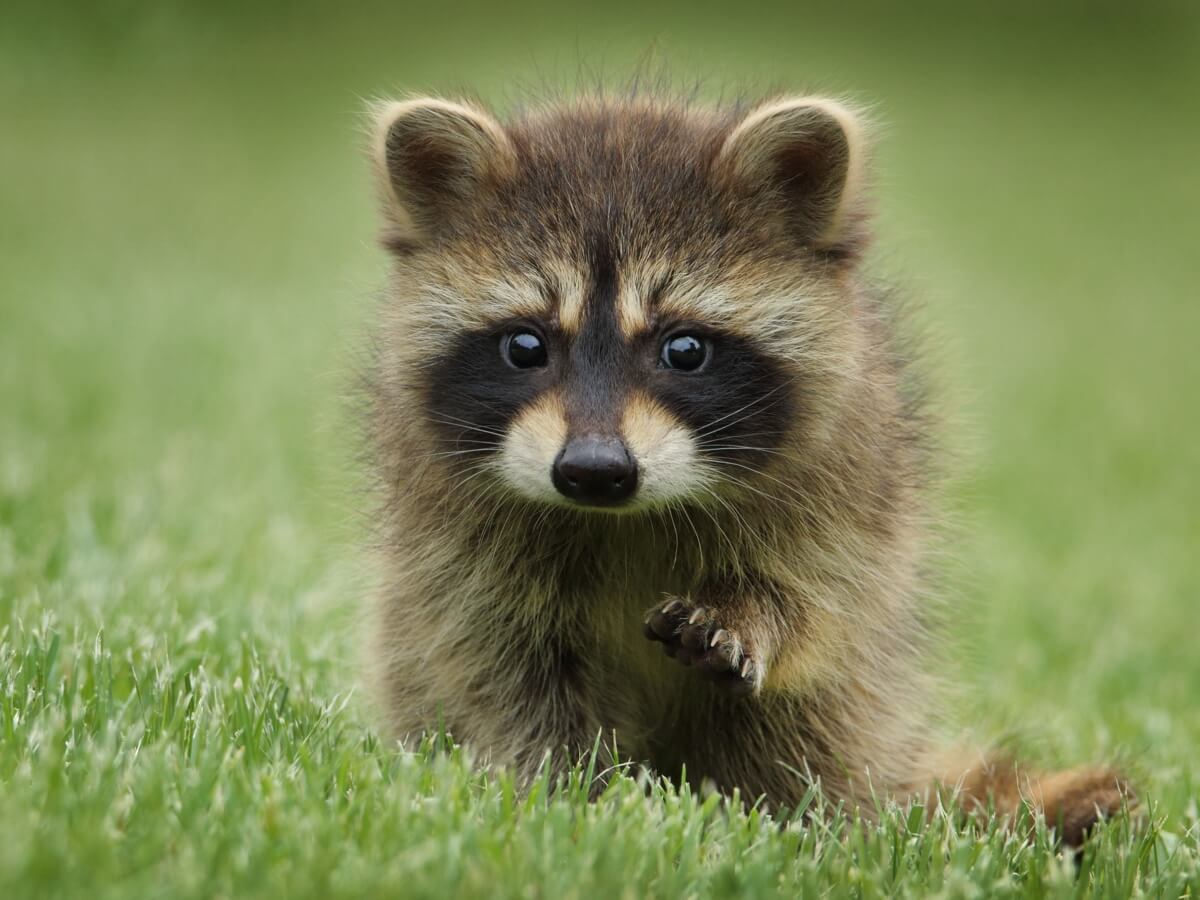 iFFALCON Q72 TV Google Phtoto